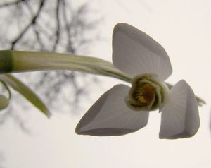 Sněženka podsněžník (Galanthus nivalis)