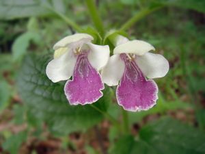 Medovník meduňkolistý (Melittis melyssophyllum)