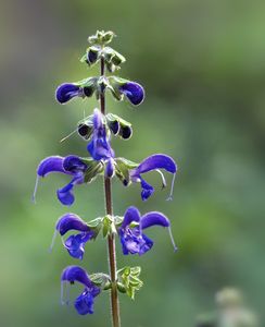 Šalvěj luční (Salvia pratensis)