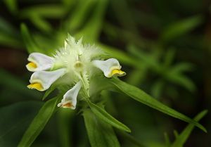 Černýš hřebenitý (Melampyrum  cristatum)