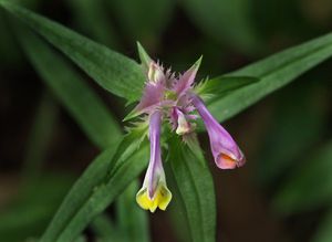 Černýš hřebenitý (Melampyrum  cristatum)