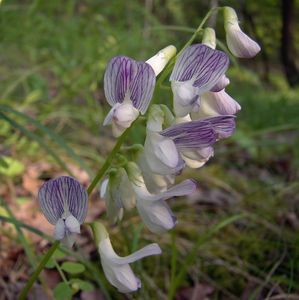 Vikev lesní (Vicia sylvatica L.)