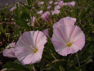 Svlačec rolní (Convolvulus arvensis L.)