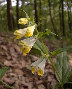 Černýš  luční (Melampyrum pratense L.)