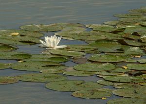 Leknín bílý (Nymphaea alba L.)