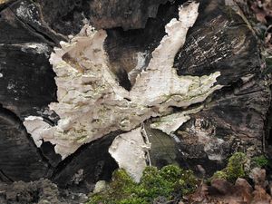 Ostropórka rozlitá - Oxyporus obducens (Pers.) Donk.