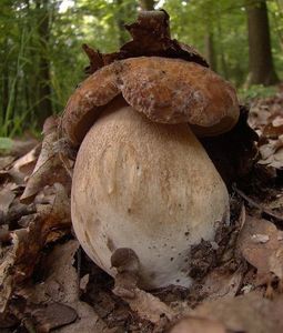 Hřib dubový - Boletus reticulatus Schaeff. 1774