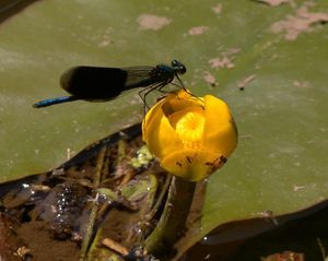 Stulík žlutý (Nuphar lutea (L.))