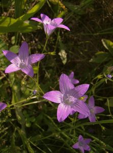 Zvonek rozkladitý (Campanula patula L.)