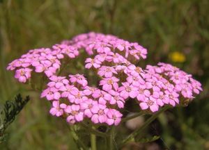 Řebříček obecný (Achillea millefiori)