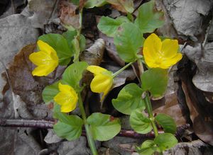 Vrbina penízková (Lysimachia nummularia)