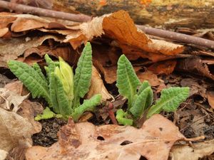 Prvosenka sp. (Primula)