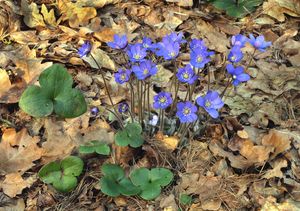 Jaterník podléška (Hepatica nobilis Mill.)