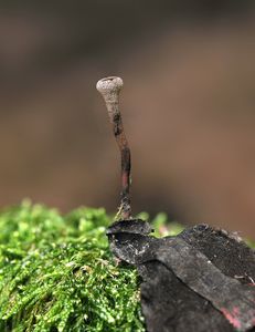 Jehnědka červenohnědá - Ciboria rufofusca