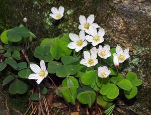 Šťavel kyselý (Oxalis acetosella)