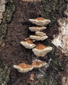 Outkovka pásovaná - Trametes ochracea (Pers.) Gilb. & Ryvarden 1987