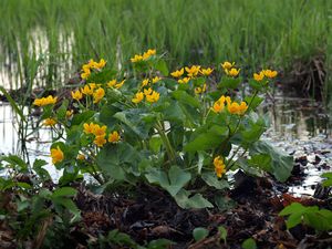 Blatouch bahenní (Caltha palustris)