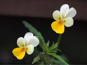 Viola trojbarevná (Viola tricolor)