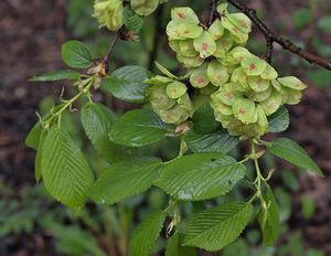 Jilm habrolistý (Ulmus minor)