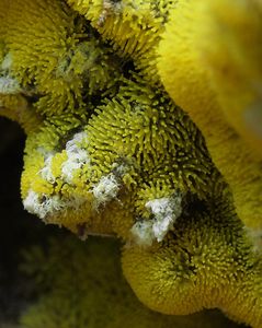Válečkovka keříčkovitá - žlutá (zlatá) forma - Ceratiomyxa fruticulosa f. aurea (Link) Y. Ja