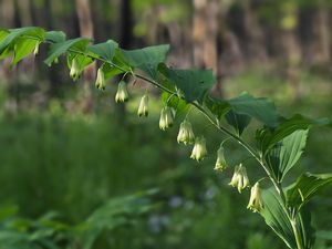 Kokořík mnohokvětý (Polygonatum multiflorum)