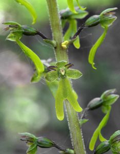 Bradáček vejčitý (Listera ovata)