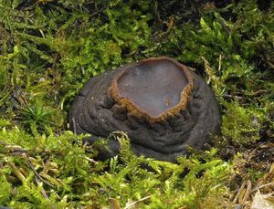 Masečník kulovitý - Sarcosoma globosum (Schmiedel) Casp. 1891