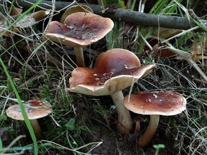 Čirůvka plavohnědá - Tricholoma fulvum (DC.) Bigeard & H. Guill. 1909