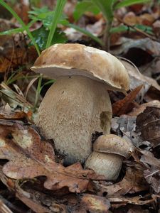 Hřib dubový - Boletus reticulatus Schaeff. 1774