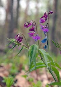 Hrachor jarní (Lathyrus vernus)