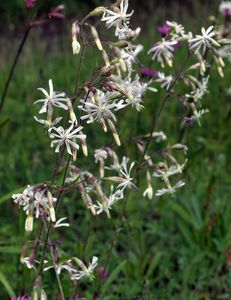 Silenka nicí (Silene nutans L. )