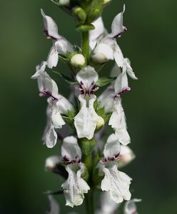 Čistec přímý (Stachys recta)