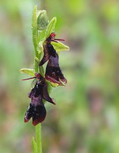 Tořič hmyzonosný (Ophrys insectifera L.)