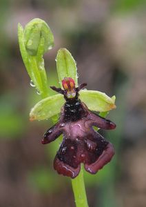 Tořič hmyzonosný (Ophrys insectifera L.)