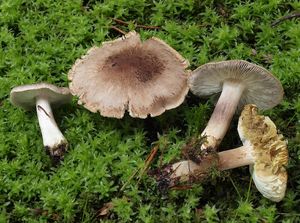 Čirůvka šedožemlová - Tricholoma scalpturatum (Fr.) Quél. 1872