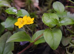 Vrbina hajní (Lysimachia nemorum L.)