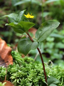 Vrbina hajní (Lysimachia nemorum L.)