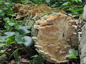 Outkovka Trogova - Trametes trogii Berk.