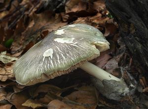 Kukmák dřevní - Volvariella caesiotincta