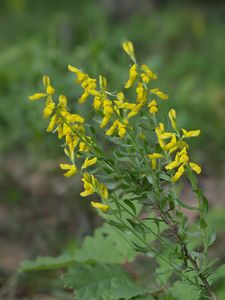 Kručinka německá (Genista germanica L.)