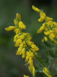 Kručinka německá (Genista germanica L.)