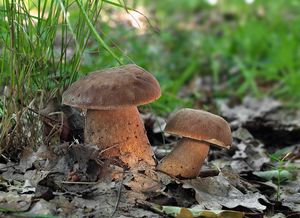 Hřib dubový - Boletus reticulatus Schaeff. 1774