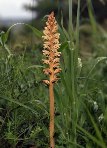 Záraza žlutá (Orobanche lutea Baumg.)