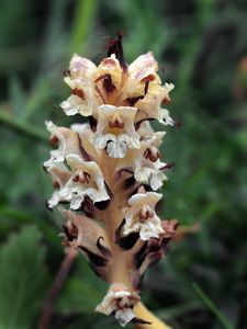 Záraza žlutá (Orobanche lutea Baumg.)