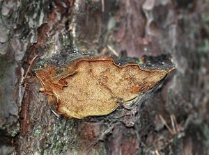 Ohňovec borový - Phellinus pini (Brot.) Bondartsev & Singer