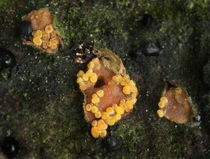 Vyklenutka habrová - Pezicula carpinea (Pers.) Tul. ex Fuckel 1870