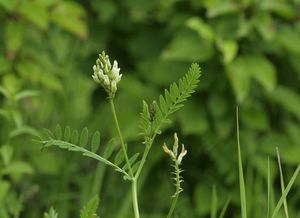 Kozinec cizrnovitý (Astragalus cicer L.)