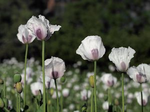 Mák setý (Papaver somniferum L.)