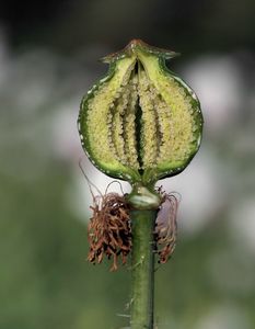 Mák setý (Papaver somniferum L.)