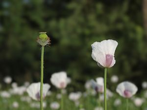 Mák setý (Papaver somniferum L.)